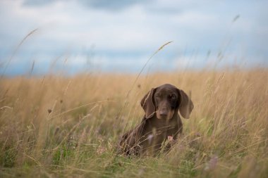 Çimenlerde oynayan sevimli dachshund köpeği.