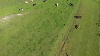 Otlayan ineklerin havadan görünüşü, yeşil bir çayırdaki çiftlik hayvanları, otlak.