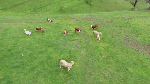Otlayan Ineklerin Havadan Görünüşü Yeşil Bir Çayırdaki Çiftlik Hayvanları Otlak — Stok video