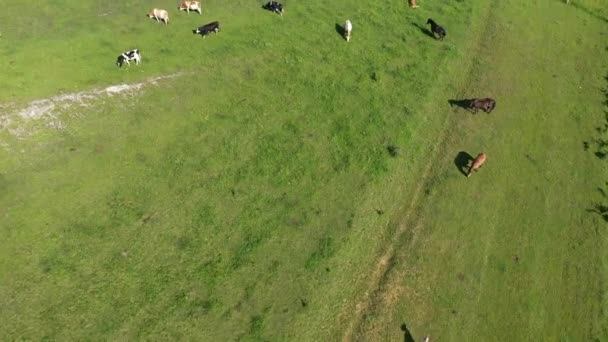从空中俯瞰放牧的奶牛 绿色草地上的牲畜 — 图库视频影像