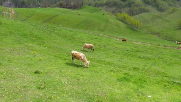 Widok Powietrza Wypasane Krowy Zwierzęta Gospodarskie Zielonej Łące Pastwiska — Wideo stockowe