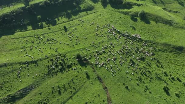 草场草地上放牧的羊 牲畜群的空中景观 — 图库视频影像