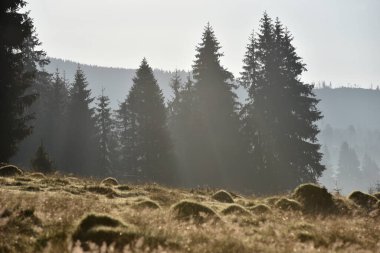 Gün doğumunda bir dağ çayırında sabah sisi