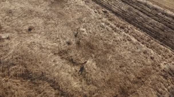 欧洲野鹿 Capreolus Capreolus 在春天的草地上奔跑的空中景观 — 图库视频影像