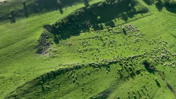Aerial View Grazing Flock Sheep Livestock Green Meadow Pasture — Stock Video