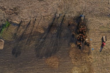  Çiftlik arazisinde otlayan inekler, çayırdaki ağaç gölgeleri, hava aracı manzarası