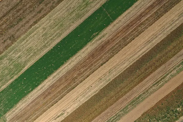 Drone flying above agriculture field. Aerial view