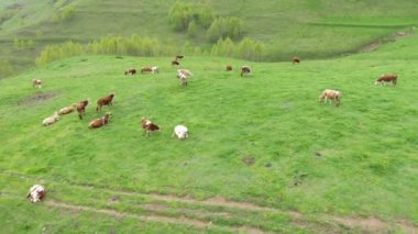 Otlayan ineklerin havadan görünüşü, yeşil bir çayırdaki çiftlik hayvanları, otlak.