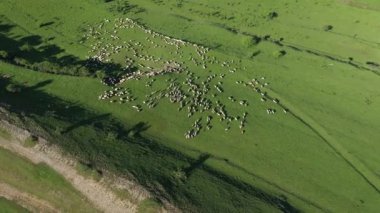  Otlayan Koyun Sürüsünün Hava Görüntüsü, Yeşil Çayırdaki Hayvancılık, Otlak