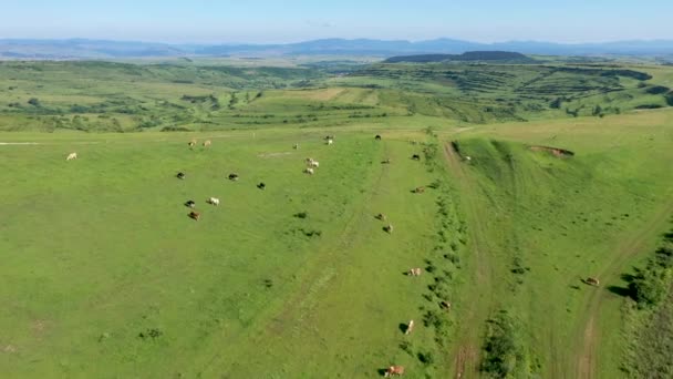 Luchtfoto Van Grazende Koeien Vee Een Groene Weide Weide — Stockvideo