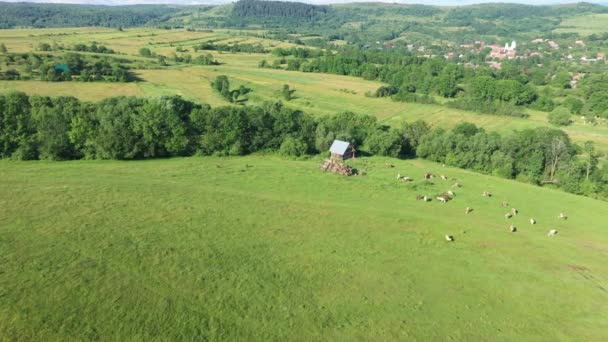 Letecký Pohled Pasoucí Krávy Hospodářská Zvířata Zelené Louce Pastviny — Stock video
