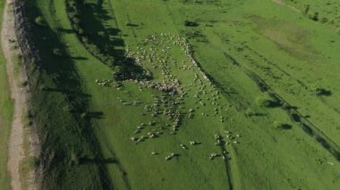Otlaktaki Koyun Sürüsünün Yüksek Açı Görünümü