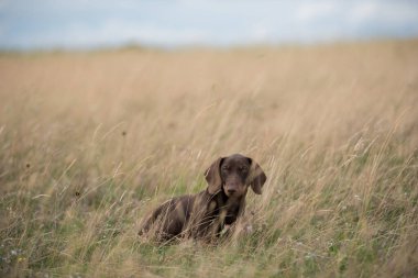 Çimenlerde oynayan sevimli dachshund köpeği.