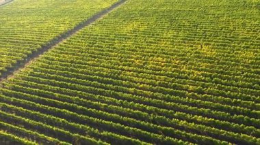 Üzüm bağının üzerinden uçuyor. Hava görünümü