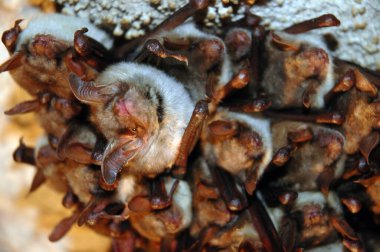 Colony of hanging bats in a cave. These fllying mammals are from the order Chiroptera and are using echolocation to navigate clipart