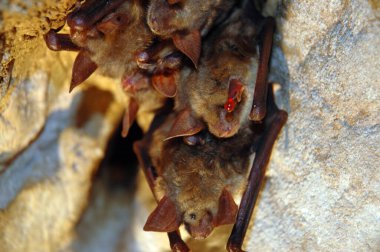 Mağaraya yarasa asma kolonisi. Bu uçan memeliler Chiroptera tarikatından ve yön bulmak için ekolokasyon kullanıyorlar.