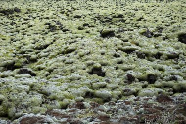 Moss, bulutlu bir günde lav tarlasını kapladı. Eldhraun, İzlanda