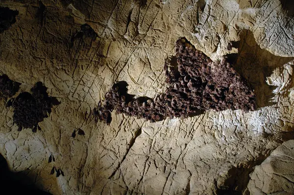 Stock image Colony of hanging bats in a cave. These fllying mammals are from the order Chiroptera and are using echolocation to navigate