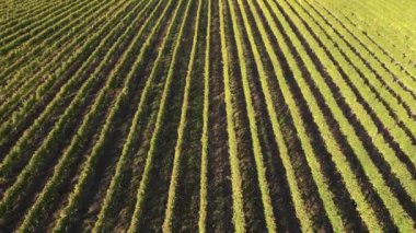  İnsansız hava aracının zaman hava görüntüsü alınırken bir üzüm bağında sıralar