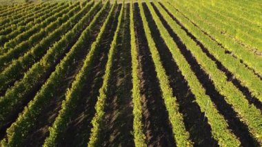 İnsansız hava aracının zaman hava görüntüsü alınırken bir üzüm bağında sıralar