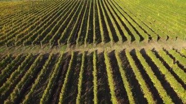 İnsansız hava aracının zaman hava görüntüsü alınırken bir üzüm bağında sıralar