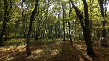 Ağaçların arasından süzülen güneş ışınlarıyla ağaçların arasında sihirli bir görüntü. 
