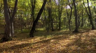 Ağaçların arasından süzülen güneş ışınlarıyla ağaçların arasında sihirli bir görüntü. 