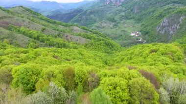 Yeşil orman tepe örtüsü üzerinde uçuyor.