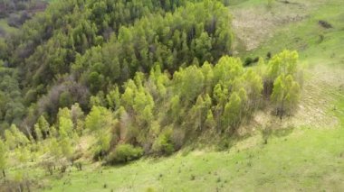 Yeşil orman tepe örtüsü üzerinde uçuyor.