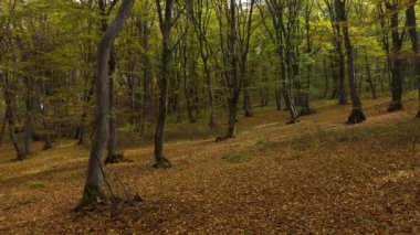 Sonbaharda orman ağaçlarının hareket eden hava manzarası