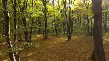 Ağaçların arasından süzülen güneş ışınlarıyla ağaçların arasında sihirli bir görüntü. 