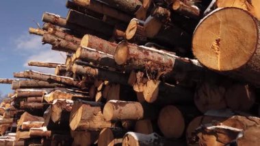  Orman yok etme endüstrisi. Ağaç günlük yığınları istiflendi