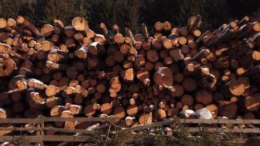  Orman yok etme endüstrisi. Ağaç günlük yığınları istiflendi