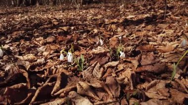 İlkbaharda kar taneleri, ormanda Galanthus çiçekleri 