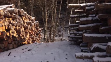 Ağaç kütüğü yığını, ormanlara ekolojik etki