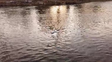  Şehirde bir nehirde yüzen plastik şişe