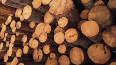 Ahşap çam kütükleri arasında hareket 