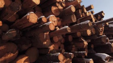 Orman yok etme endüstrisi. Ağaç günlük yığınları istiflendi