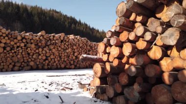 Orman yok etme endüstrisi. Ağaç günlük yığınları istiflendi