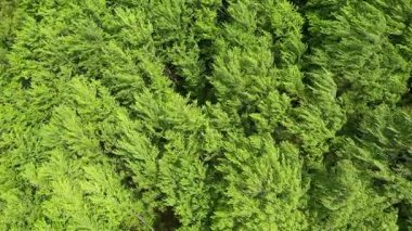 Yavaş hareket eden rüzgarın havadan görünüşü yavaşça hareket eden yeşil bahar ormanının örtüsü.