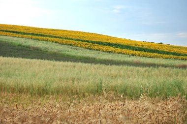 Yazın güzel ayçiçeği tarlası