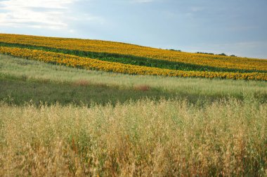 Yazın güzel ayçiçeği tarlası