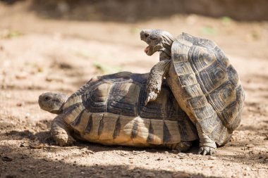 Bir çift Akdeniz Kaplumbağası (Testudo Hermanni) vahşi doğada çiftleşir.