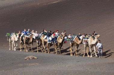 Yaiza, Spain - November 1, 2024: Visitors to the Timanfaya National Park taking a ride on the backs of dromedaries through a path that runs along the southern slope of the Timanfaya mountain, Yaiza, Lanzarote, Canary Islands, Spain. clipart