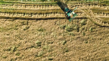 Yukarıdan hava aracı görüntüsünde çalışan hasat makinesi, olgun buğday tarlalarını hasat eden tarım makinesini birleştiriyor.