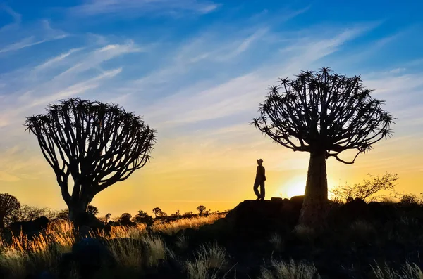 Kobieta Turysta Lesie Drzewa Kołczan Afrykański Wschód Słońca Krajobraz Przyrody — Zdjęcie stockowe