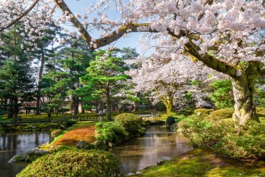 Japonya 'da kiraz çiçeği, Japonya' da çiçek açan Japon sakurası güzel baharda Tokyo parkında