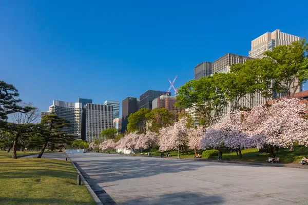 Körsbärsblomma Japan Blommande Japansk Sakura Vackra Våren Tokyo Park Stockfoto