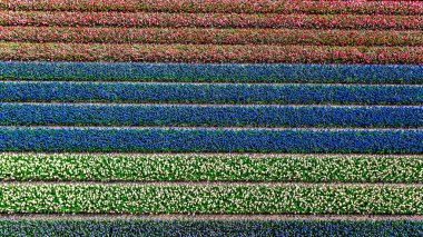 İlkbaharda lale ve sümbüllerin hava aracı görüntüsü, yukarıdan güzel bahar çiçekleri tarlaları, Lisse, Zuid Holland, Hollanda