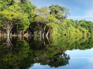 Amazon nehri ve yağmur ormanı, Brezilya